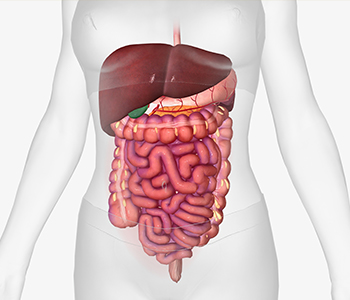 Gut Health and Detox